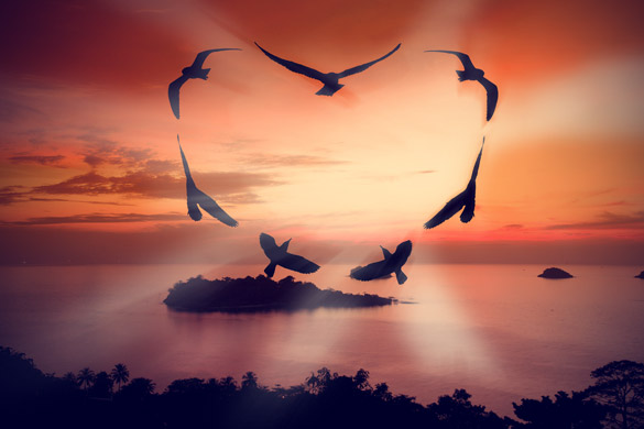 Birds making a heart sh